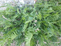 Astragalus cicer