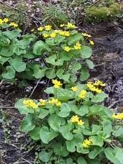 Caltha palustris