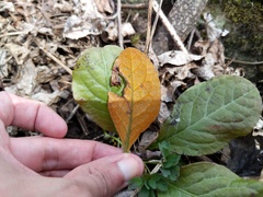 Rossmanomyces pyrolae