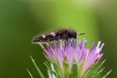 Acmaeodera prorsa