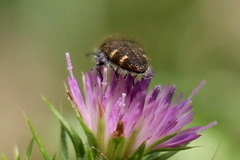 Acmaeodera prorsa