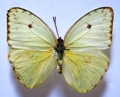 Phoebis marcellina