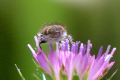 Acmaeodera prorsa