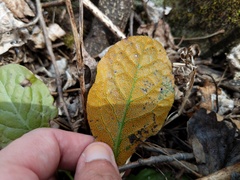 Rossmanomyces pyrolae