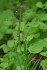 Melica uniflora