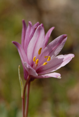 Fritillaria pluriflora