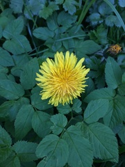 Taraxacum officinale