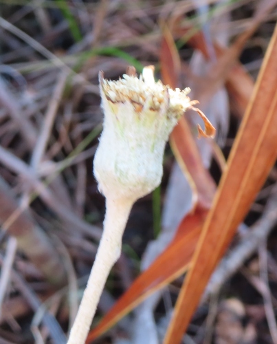 Image of Gerbera tomentosa by (c) linkie, some rights reserved (CC BY)