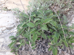 Salvia ringens