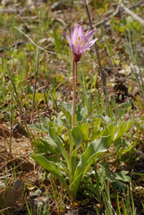 Fritillaria pluriflora