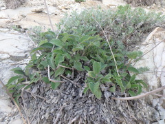 Salvia ringens