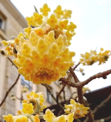 Edgeworthia