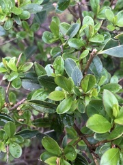 Ligustrum