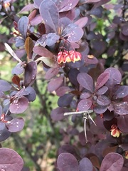 Berberis thunbergii