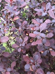 Berberis thunbergii