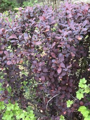 Berberis thunbergii