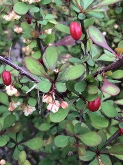 Berberis thunbergii