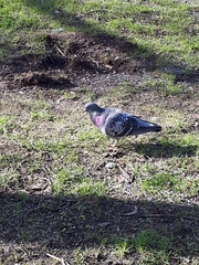 Columba livia domestica