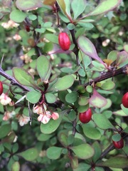 Berberis thunbergii