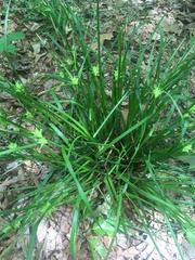 Carex intumescens