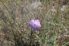 Dianthus strictus