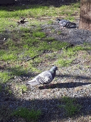 Columba livia domestica
