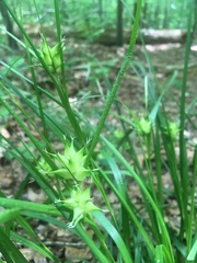 Carex intumescens