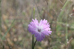 Dianthus strictus