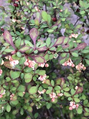 Berberis thunbergii