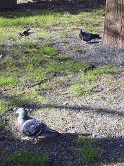 Columba livia domestica