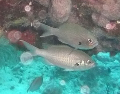 Azurina multilineata