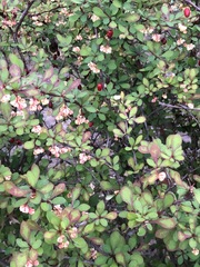 Berberis thunbergii