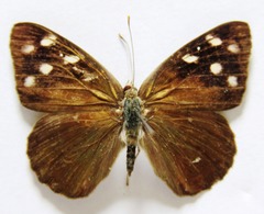Eunica monima modesta