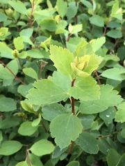 Spiraea