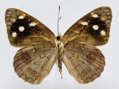 Eunica monima modesta