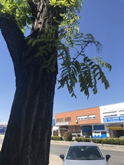 Robinia pseudoacacia