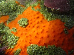 Acarnus erithacus