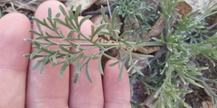 Artemisia marschalliana