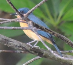 Cyornis rufigastra
