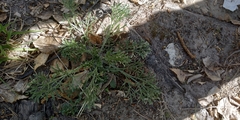 Artemisia marschalliana