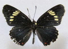 Chlosyne melanarge