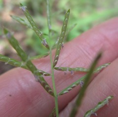 Paspalum candidum