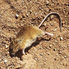 Reithrodontomys zacatecae