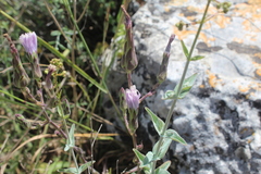 Lactuca tuberosa
