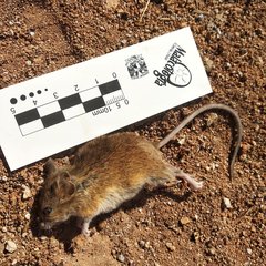 Reithrodontomys zacatecae