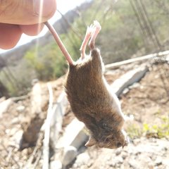 Reithrodontomys zacatecae