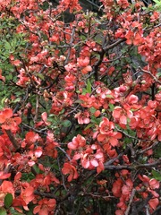Chaenomeles speciosa
