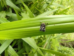 Elasmoscelis perforata