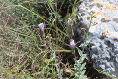 Lactuca tuberosa