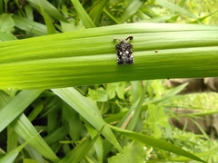 Elasmoscelis perforata